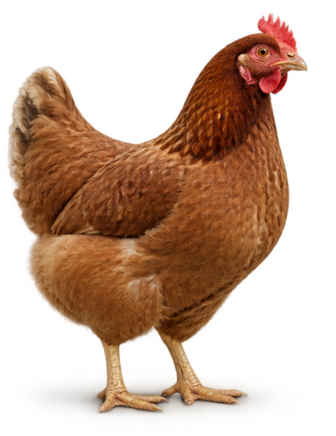 Healthy laying hen